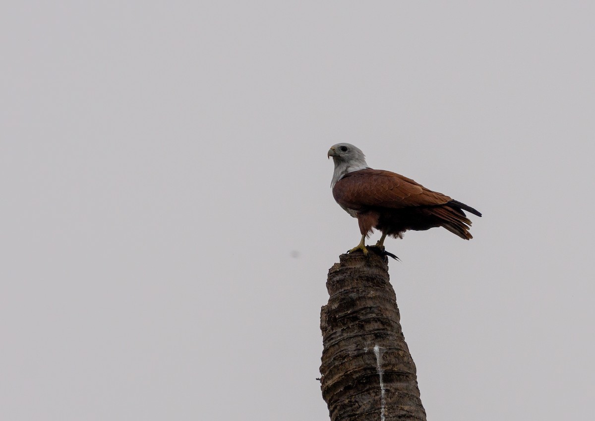 Brahminy Kite - ML621660218