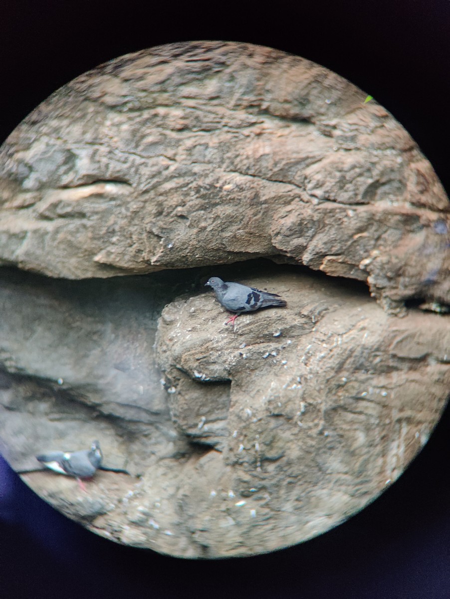 Rock Pigeon (Feral Pigeon) - ML621660232