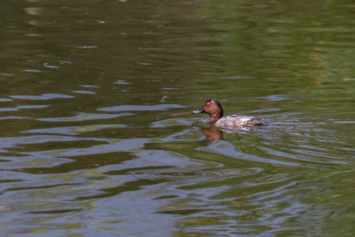 Common Pochard - ML621660258