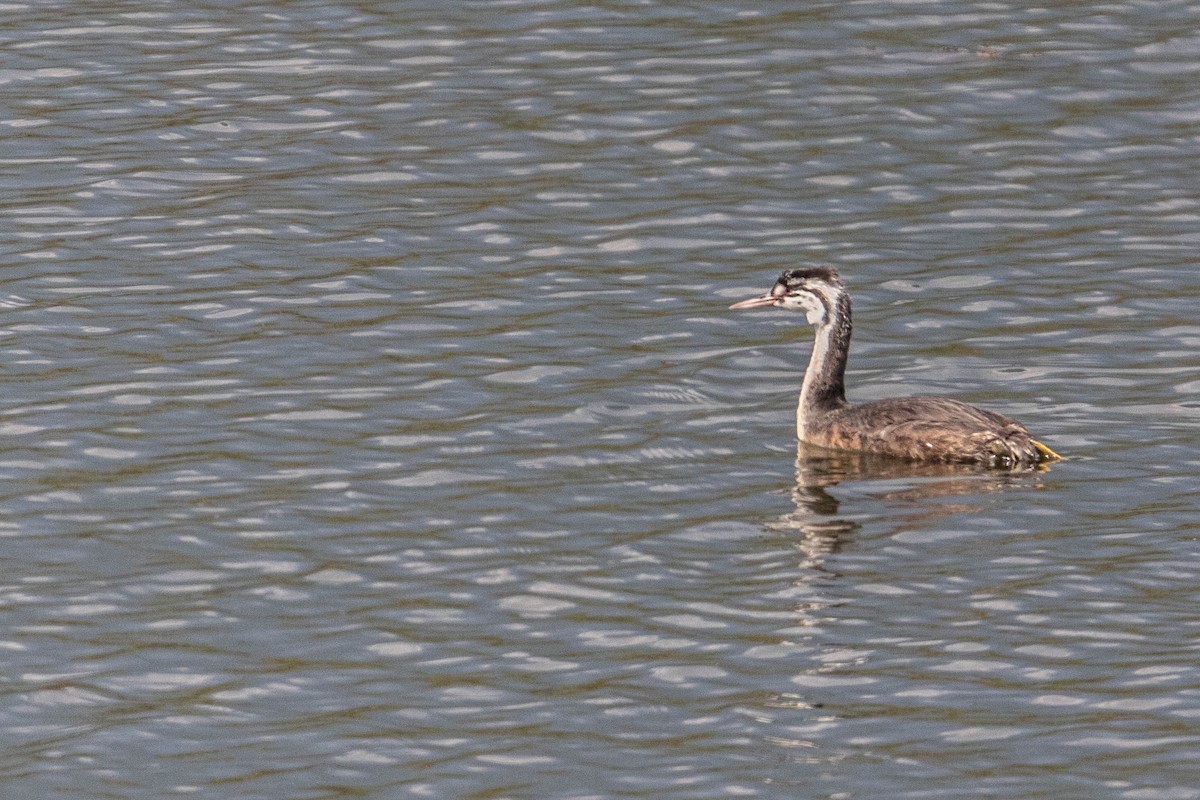 Great Crested Grebe - ML621660268