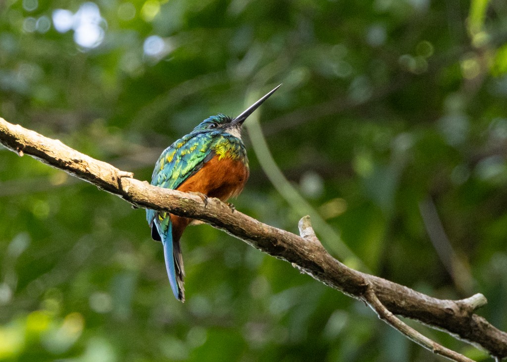 Green-tailed Jacamar - ML621660274