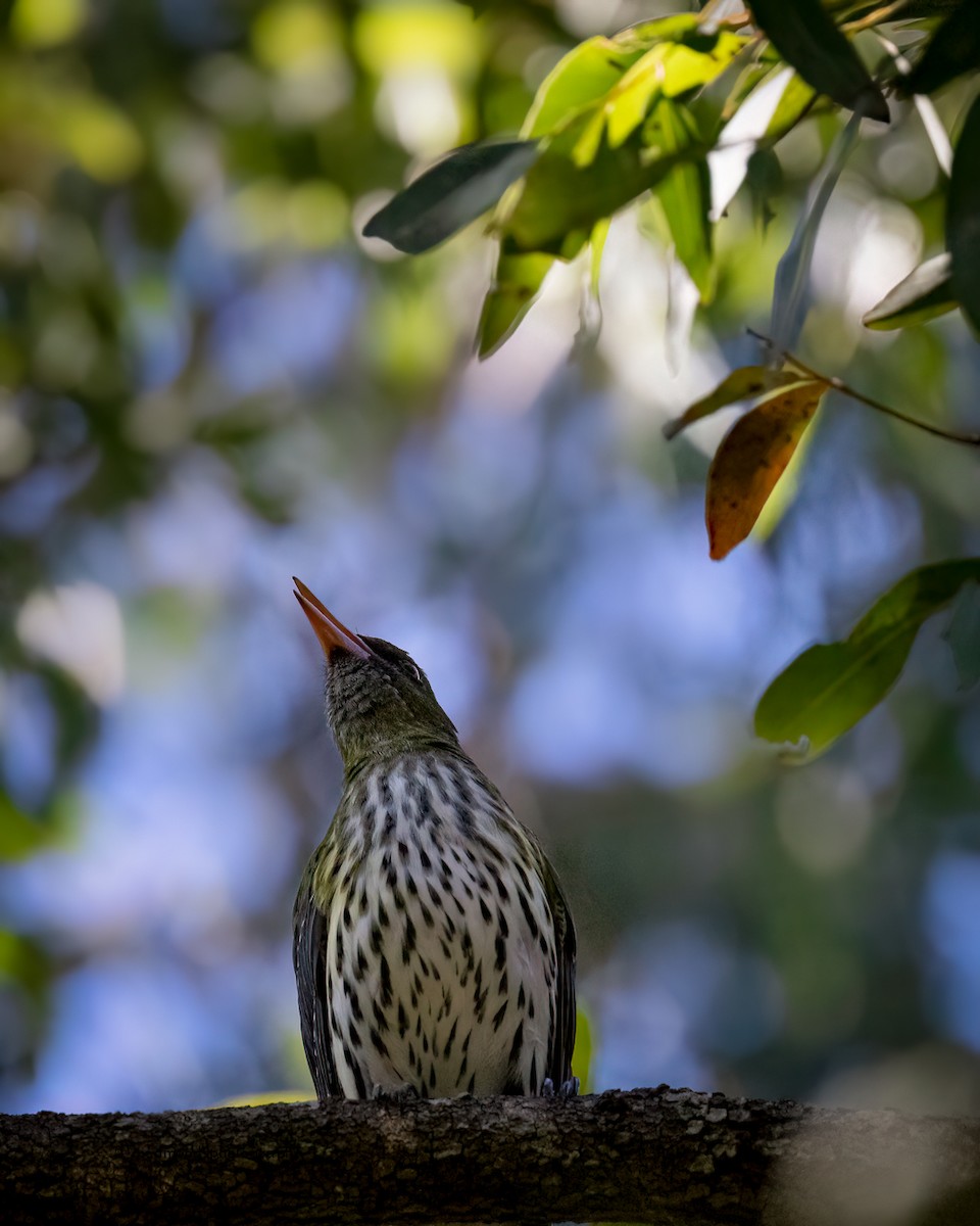 Olive-backed Oriole - ML621660295