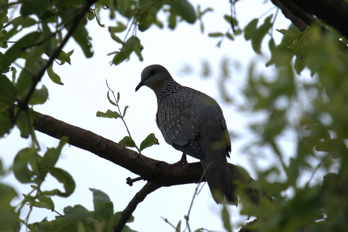 Spotted Dove - ML621660298