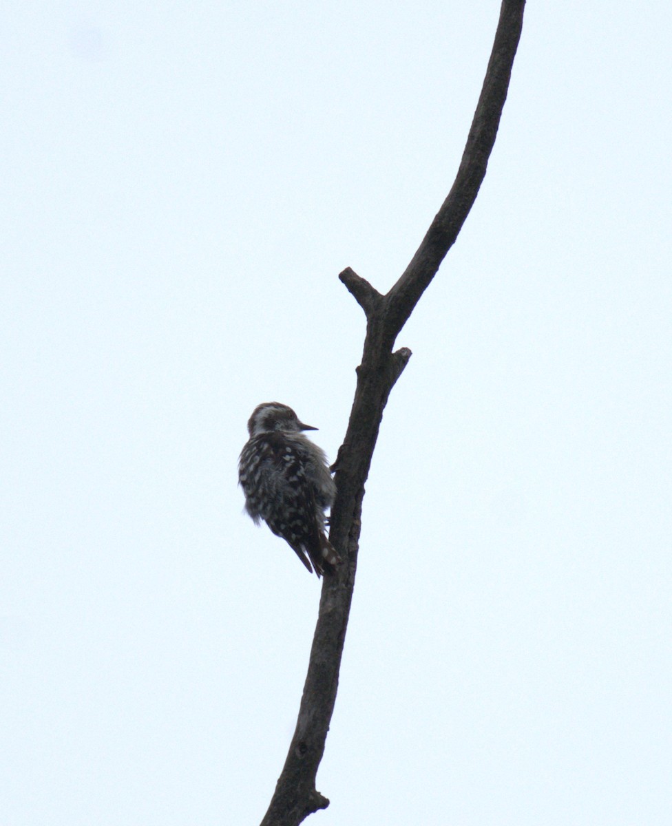 Brown-capped Pygmy Woodpecker - ML621660303