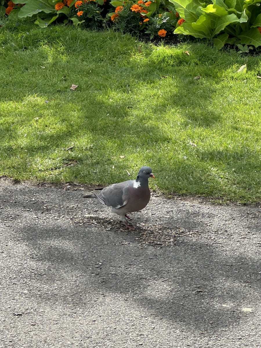 Common Wood-Pigeon - ML621660305