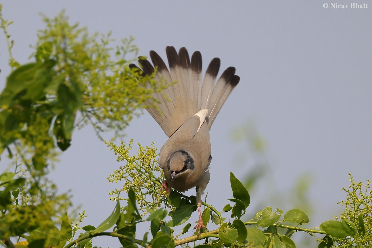 Hypocolius - ML621660308