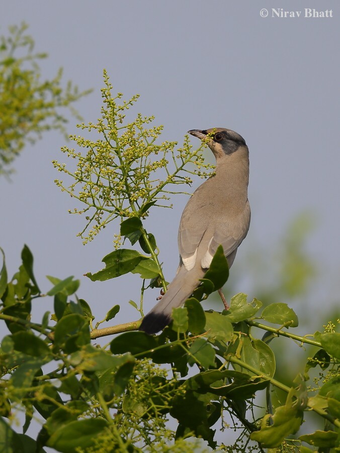 Hypocolius - ML621660309