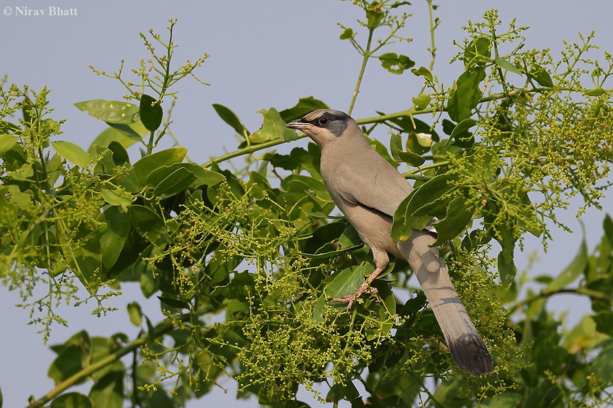 Hypocolius - ML621660310