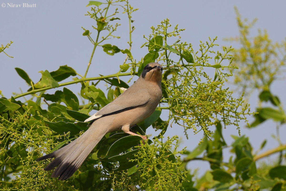 Hypocolius - ML621660311