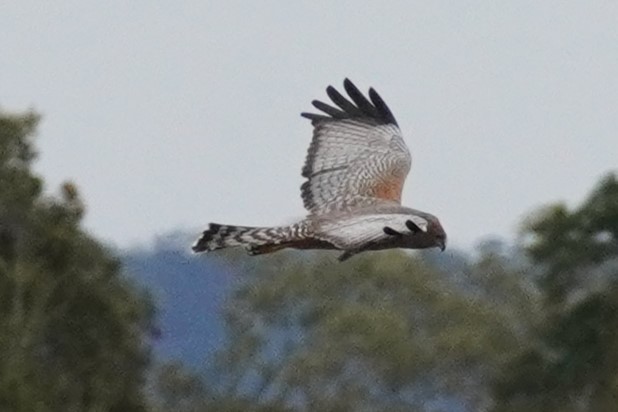 Spotted Harrier - ML621660325