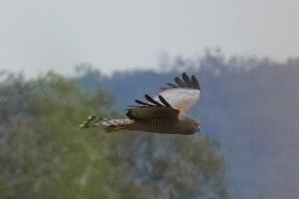 Spotted Harrier - ML621660326
