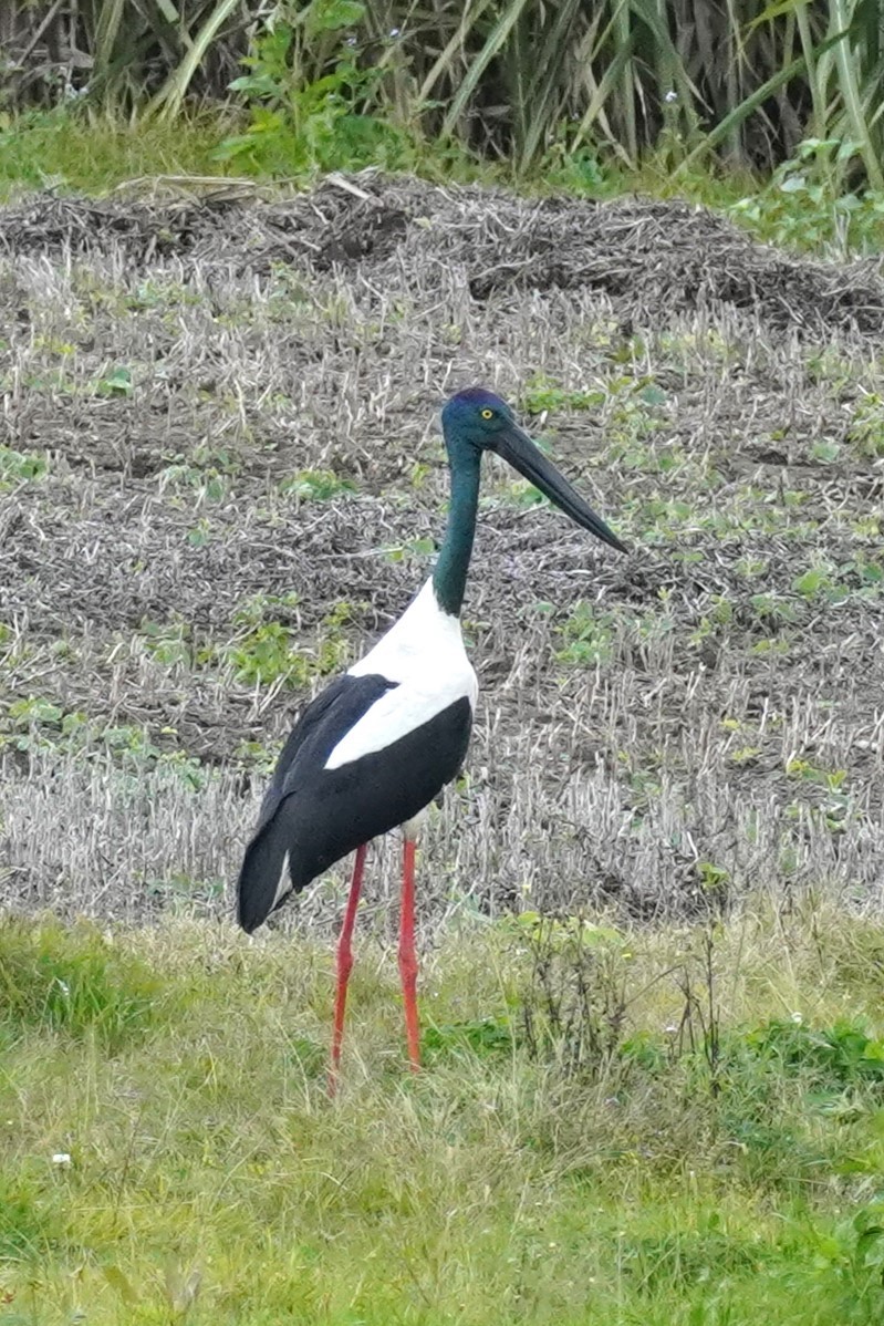 Black-necked Stork - ML621660330
