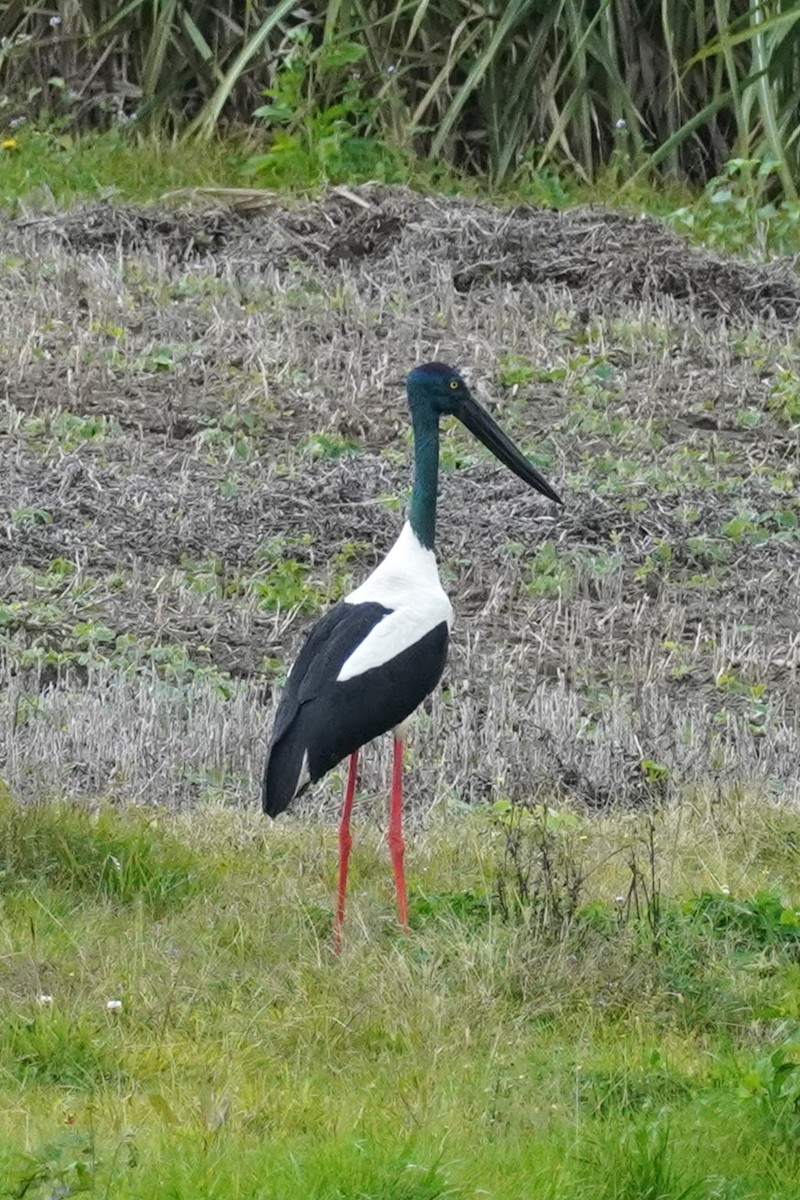 Black-necked Stork - ML621660331