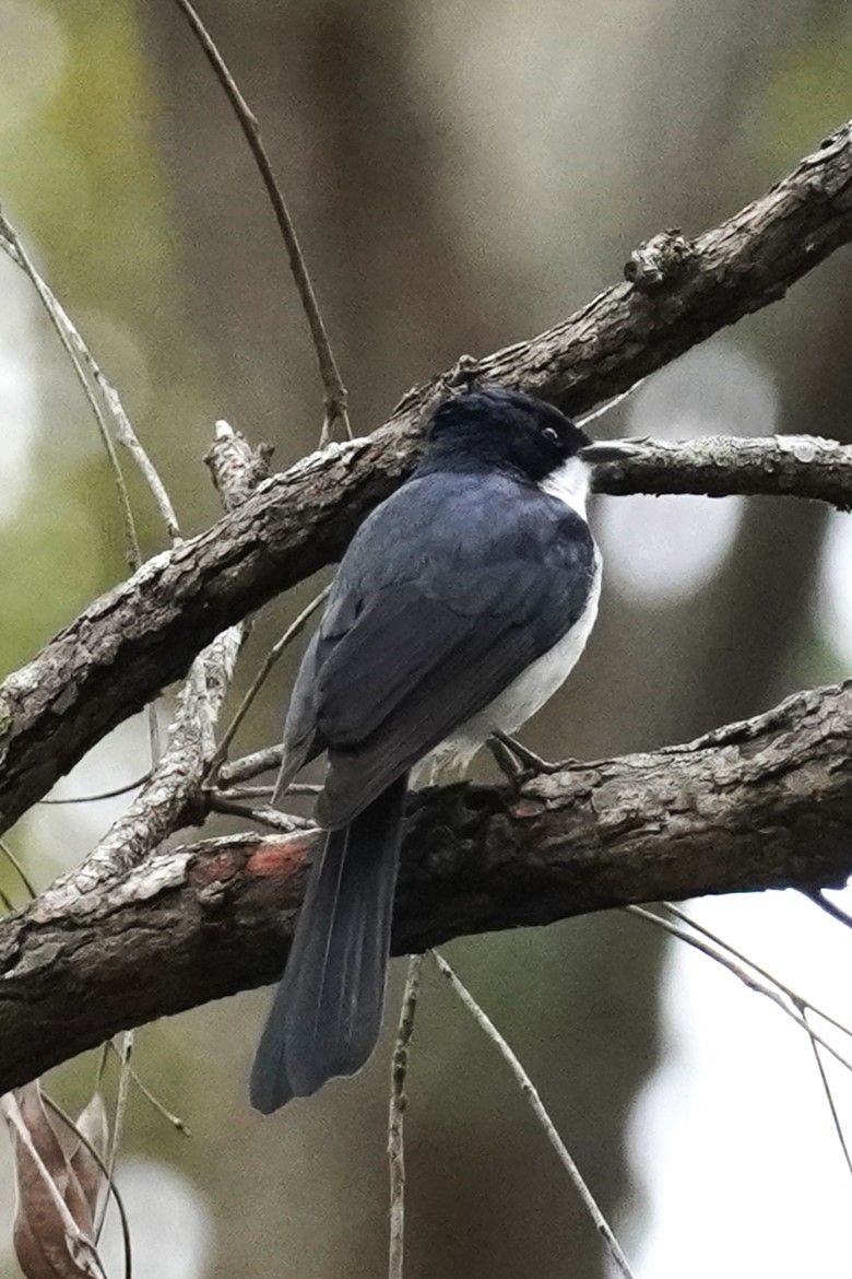 Restless Flycatcher - ML621660366