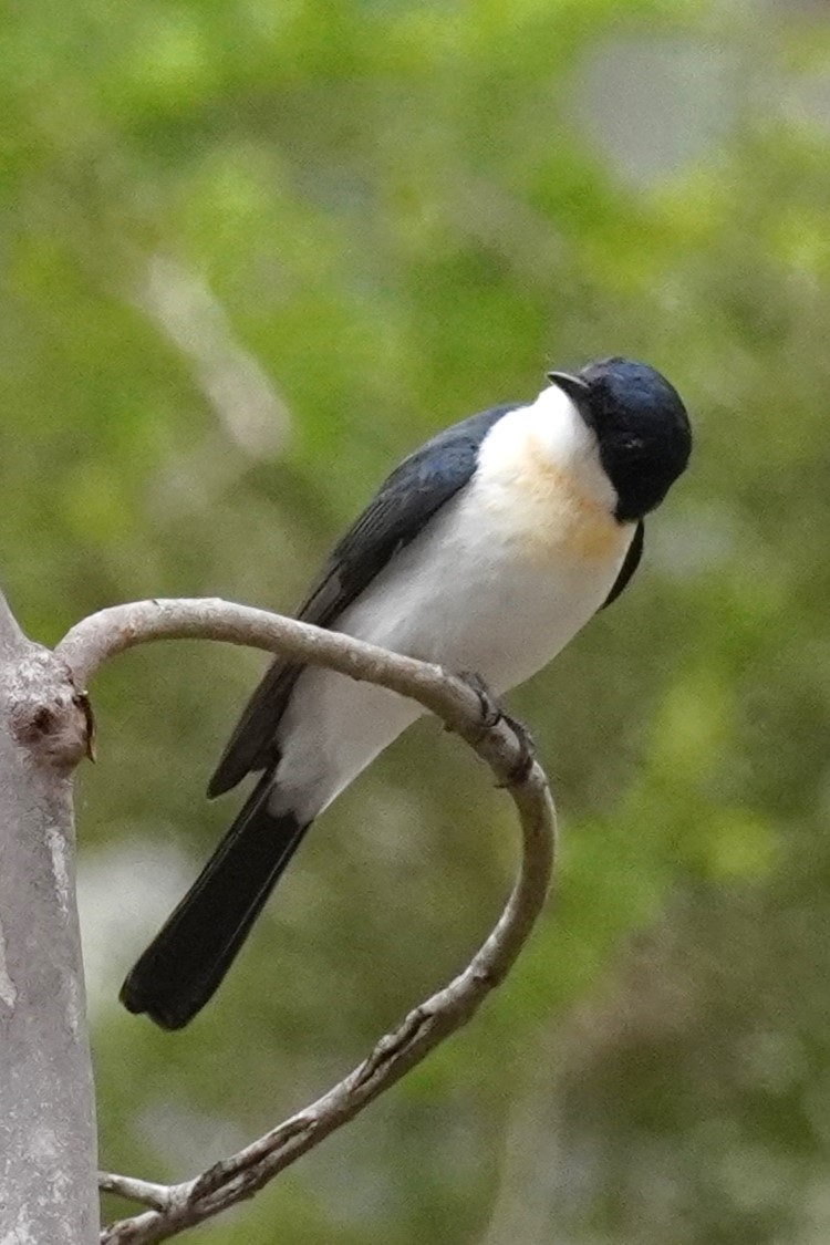 Restless Flycatcher - ML621660367