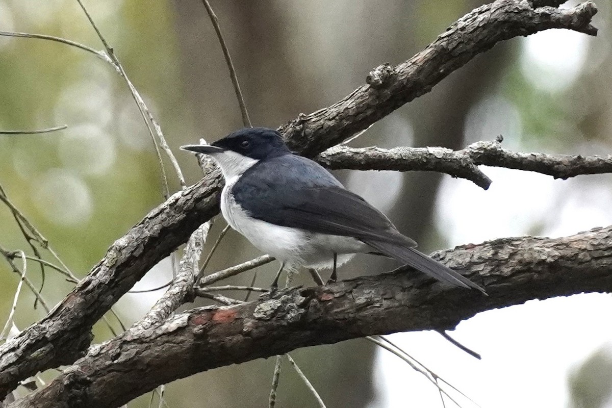 Restless Flycatcher - ML621660368