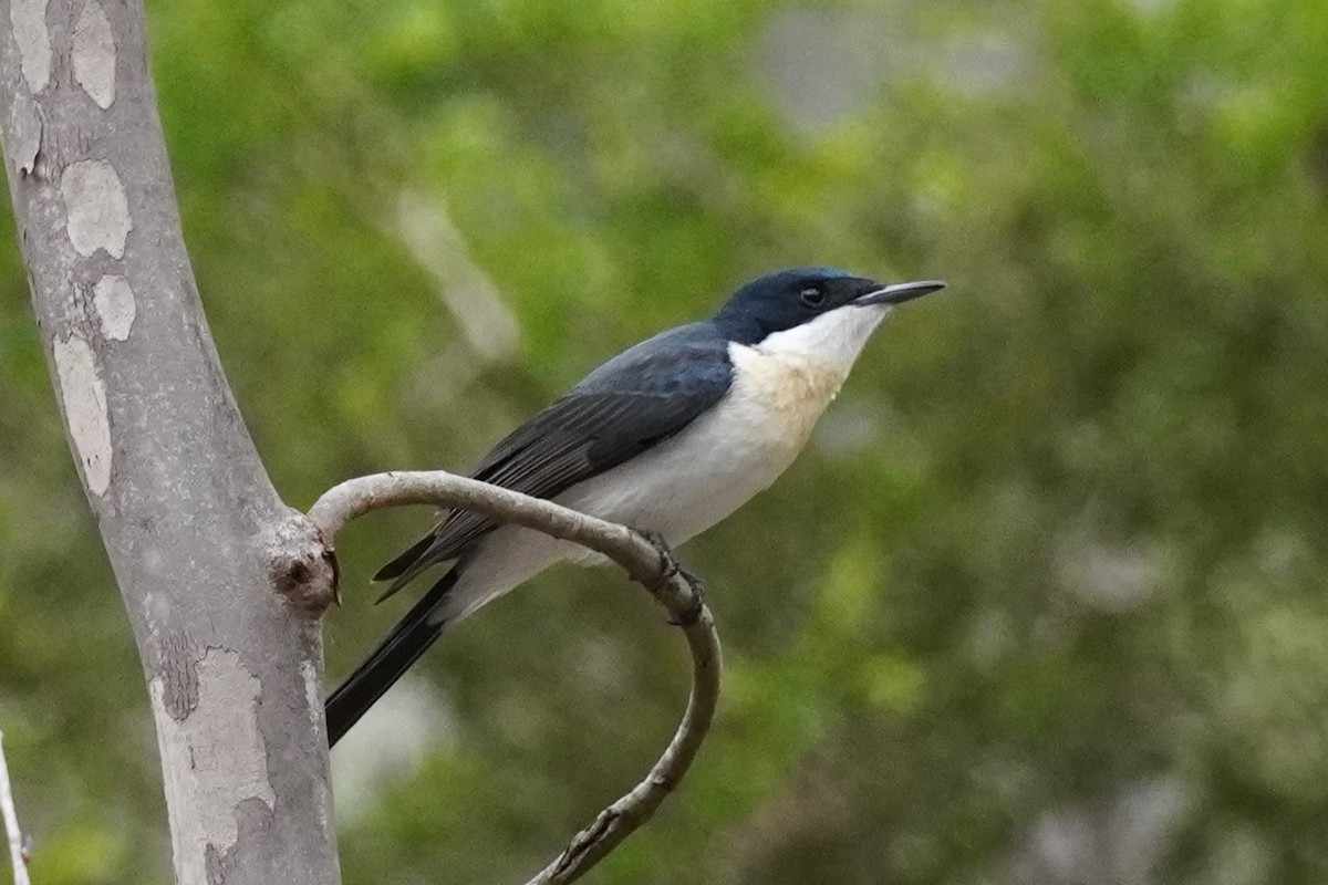 Restless Flycatcher - ML621660369