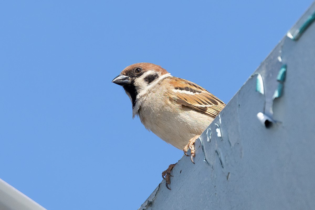 Eurasian Tree Sparrow - Rohan Clarke