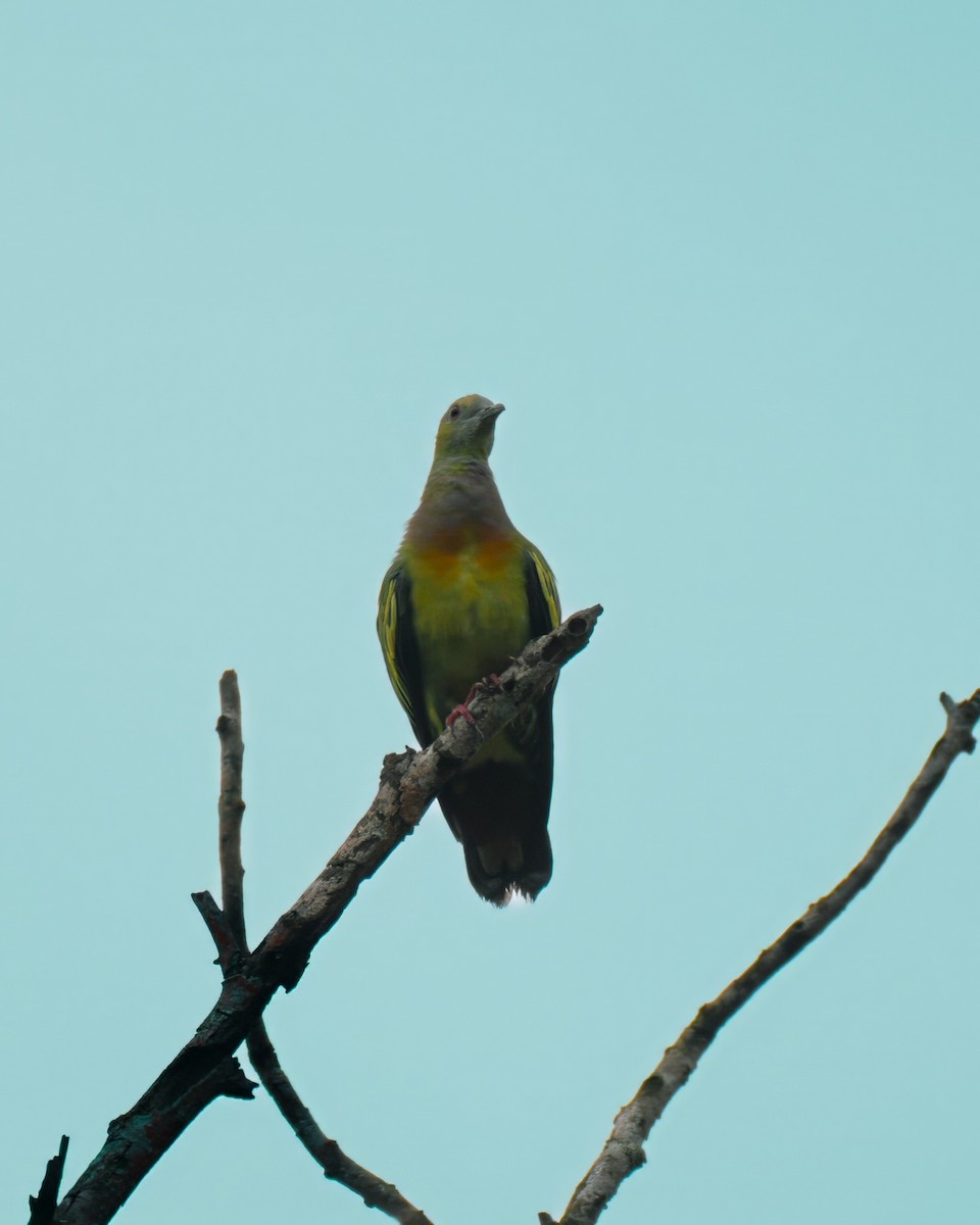 Pink-necked Green-Pigeon - ML621660381