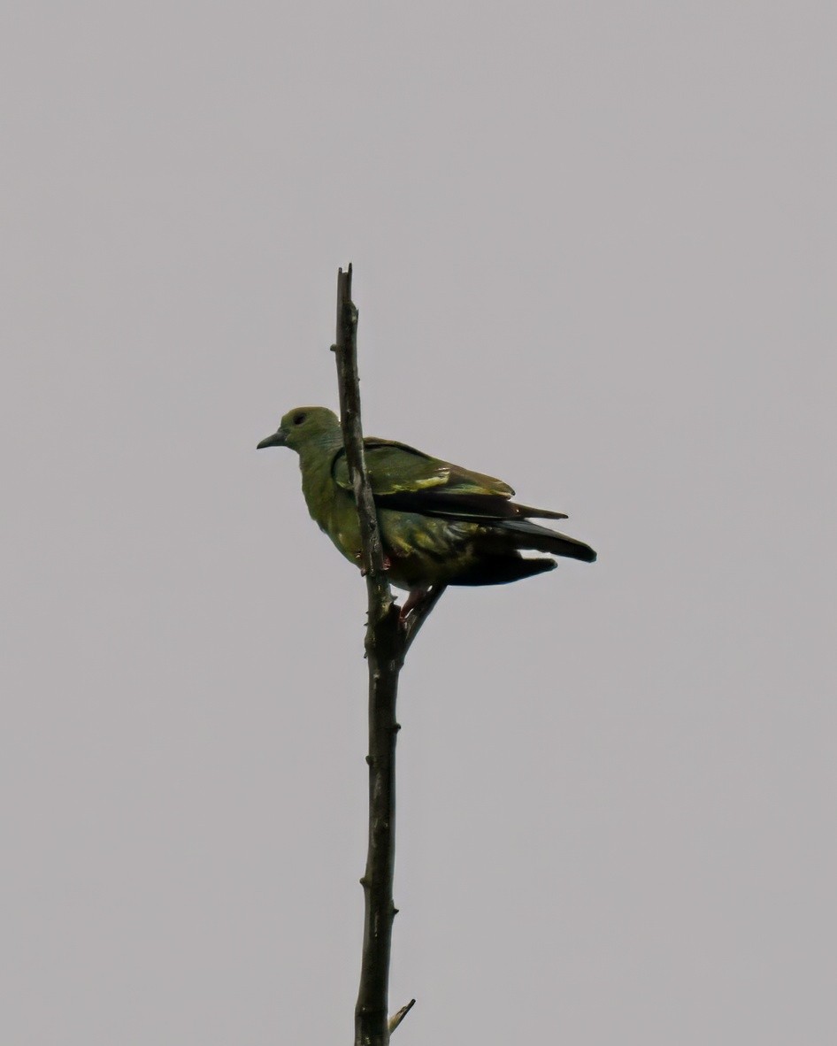 Little Green-Pigeon - ML621660402