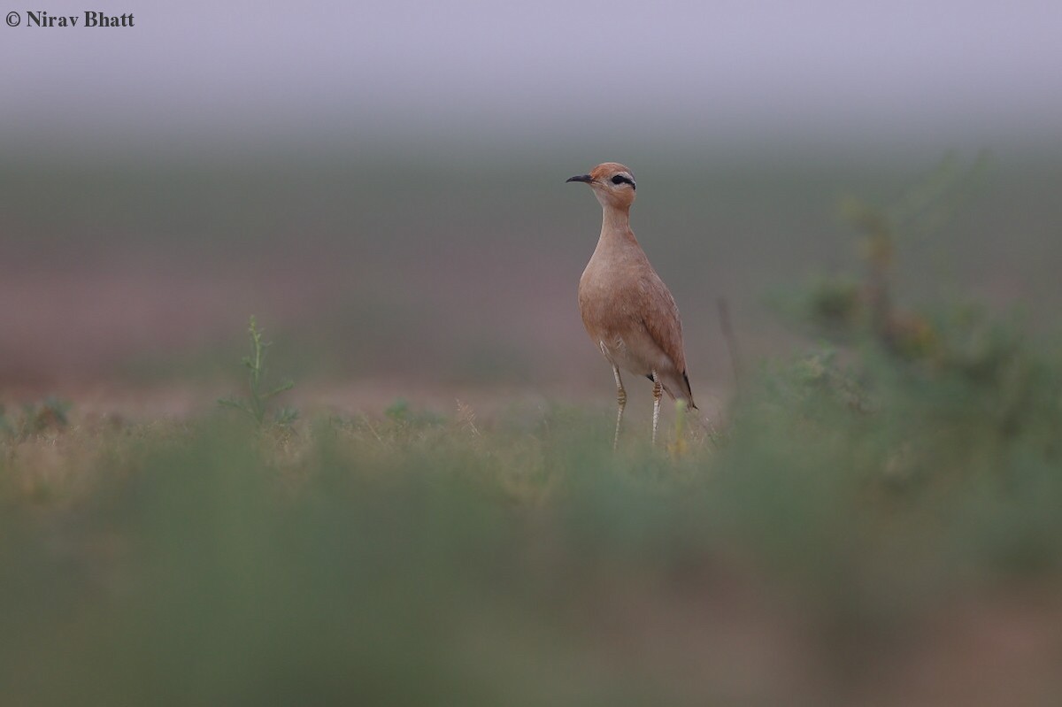 Cream-colored Courser - ML621660414