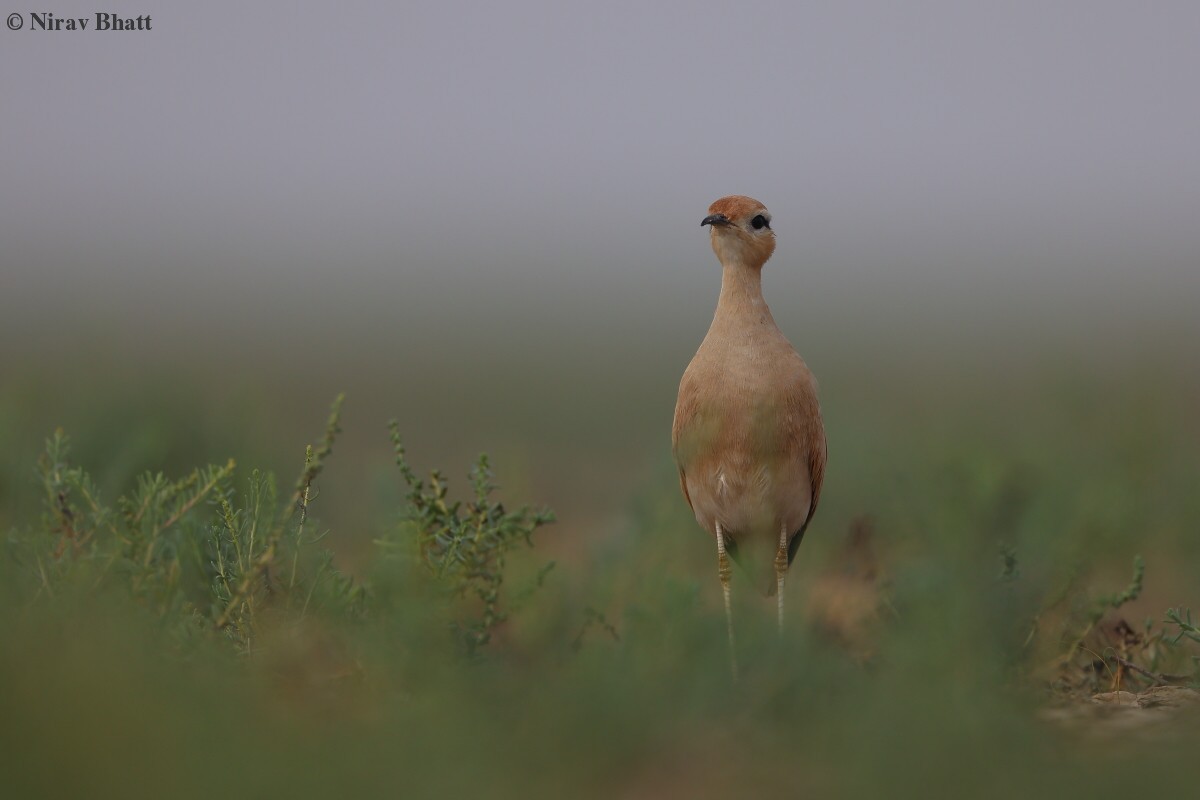 Cream-colored Courser - ML621660415