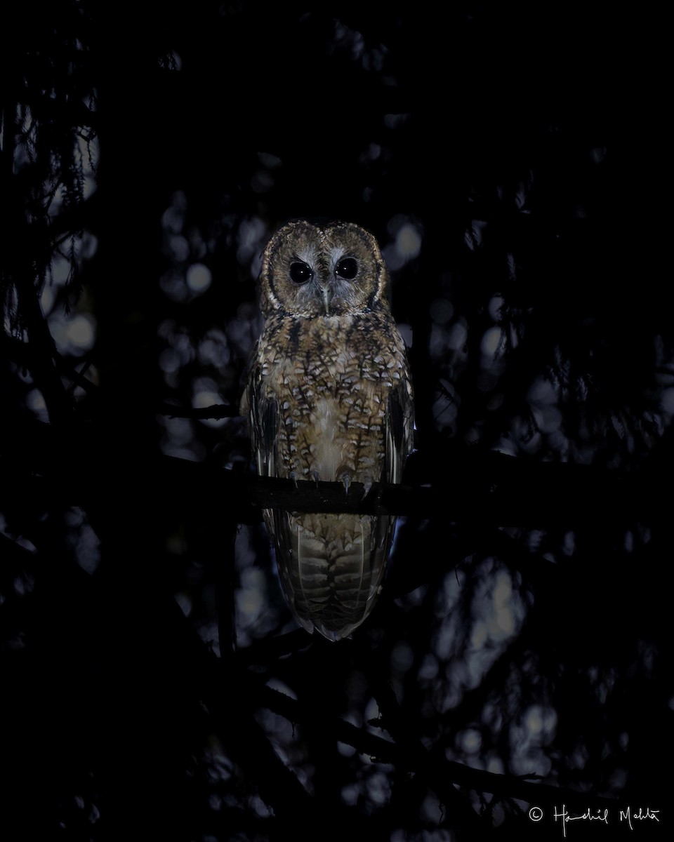 Himalayan Owl - ML621660471