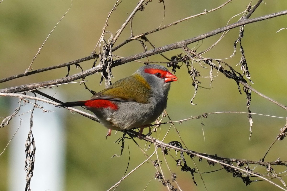 Red-browed Firetail - ML621660473
