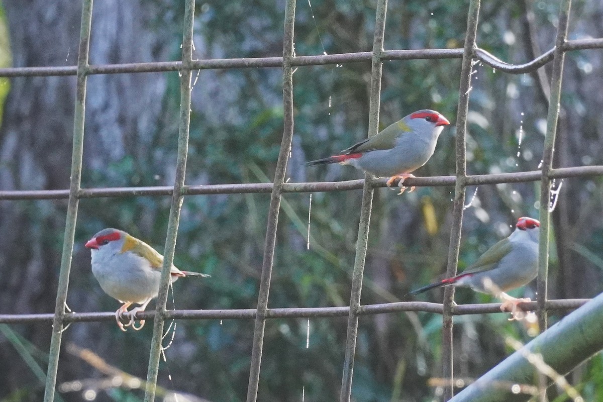Red-browed Firetail - ML621660474
