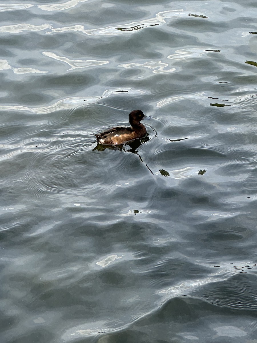 Tufted Duck - ML621660486