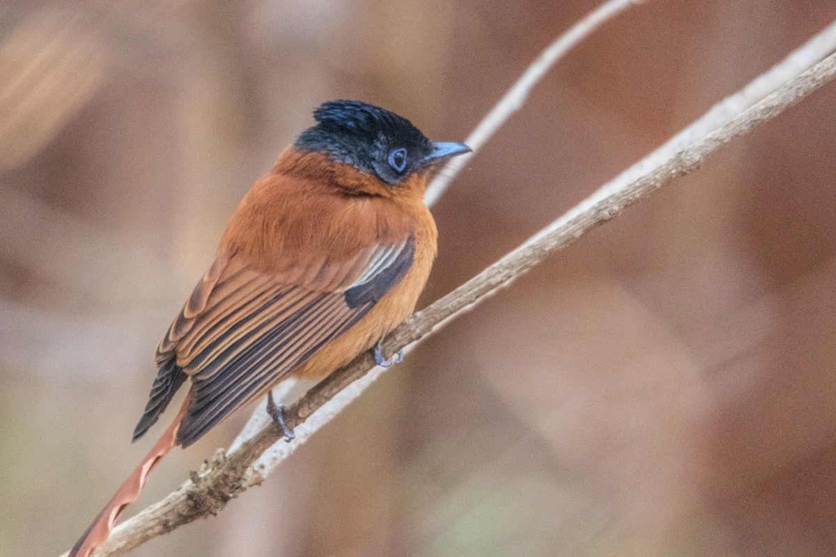 Malagasy Paradise-Flycatcher - Ido Ben-Itzhak