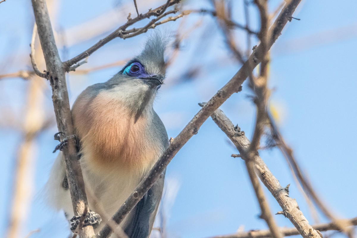 Crested Coua - ML621660513