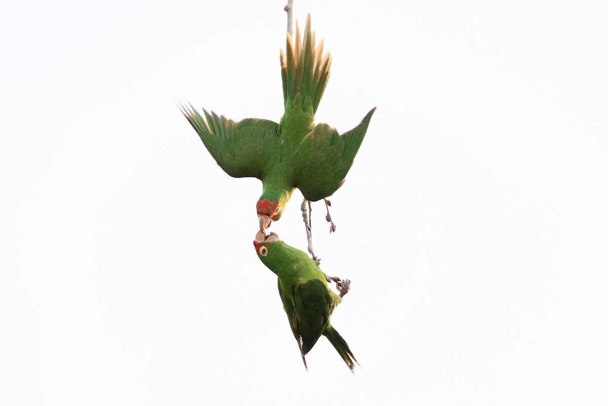 Guayaquil Papağanı - ML621660521