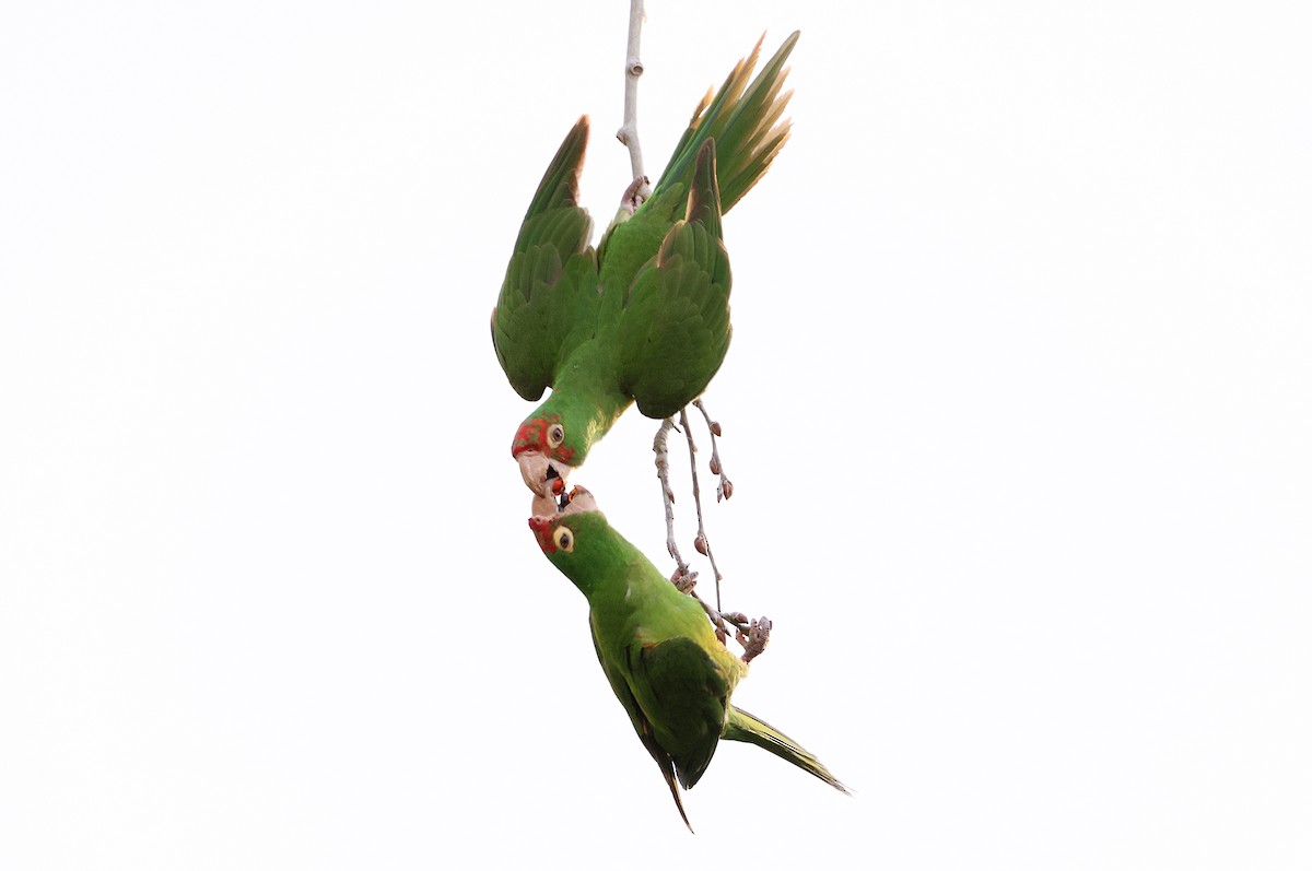 Guayaquil Papağanı - ML621660524