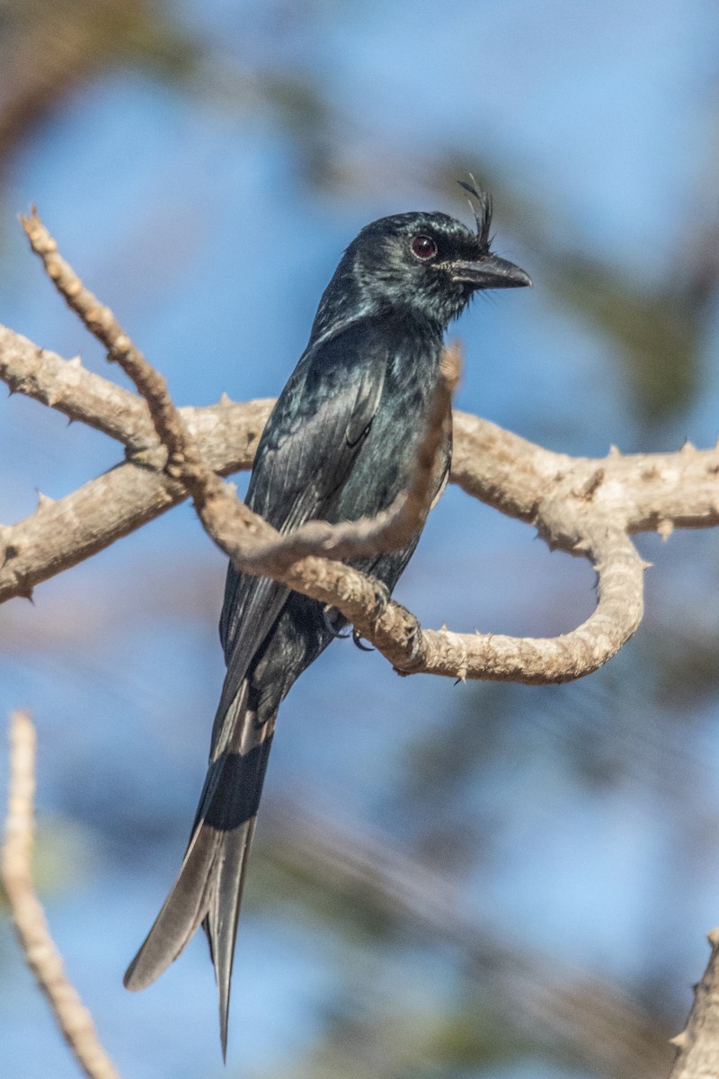 Crested Drongo - Ido Ben-Itzhak