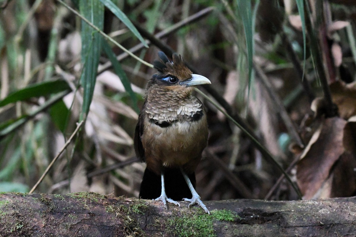 Rufous-vented Ground-Cuckoo - ML621660527