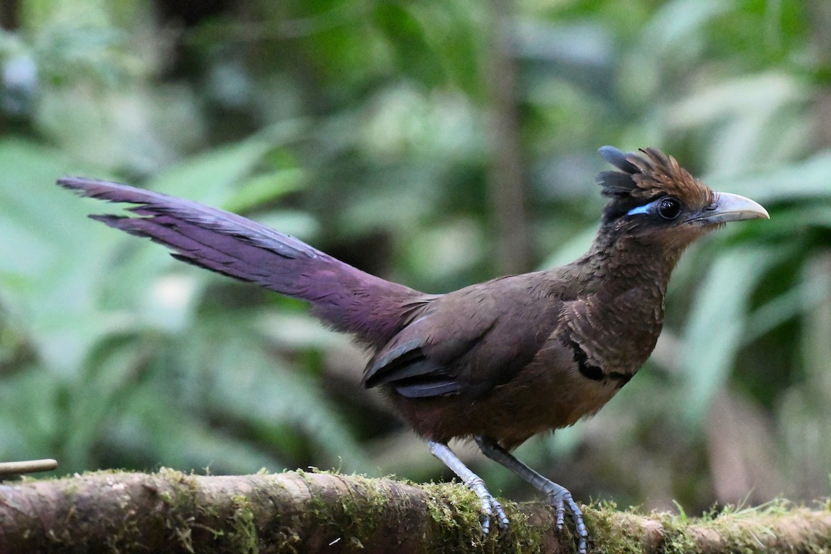 Rufous-vented Ground-Cuckoo - ML621660529