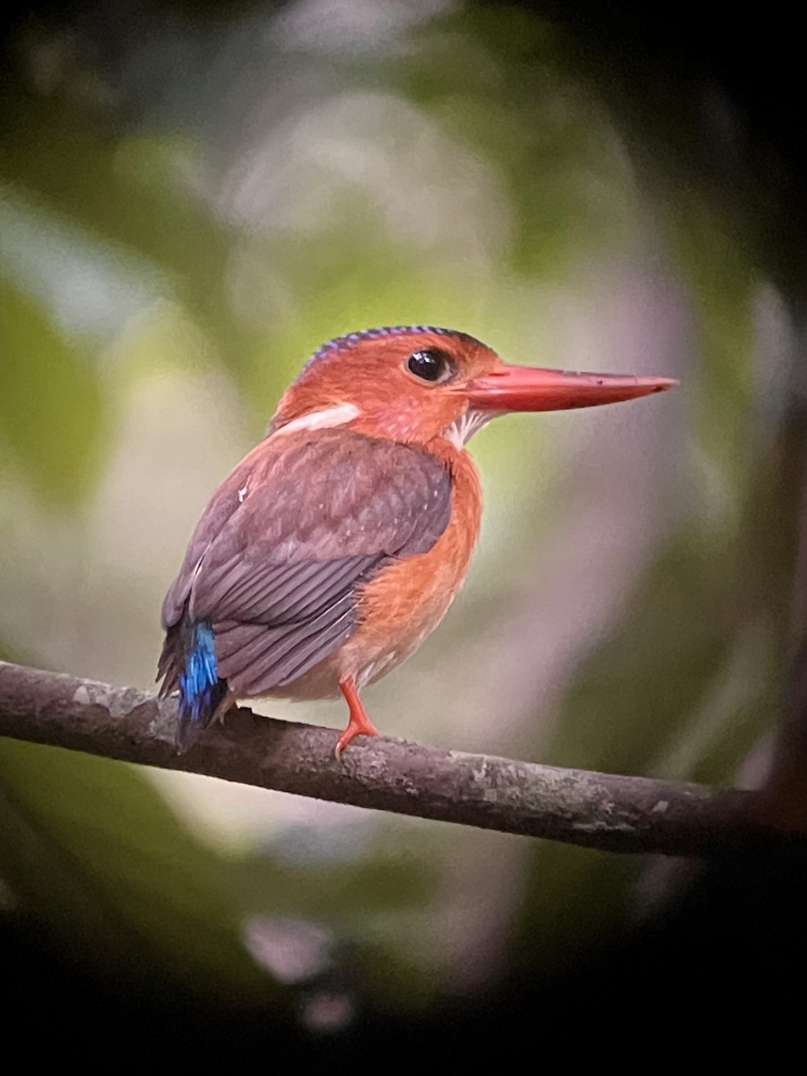 Sulawesi Dwarf-Kingfisher - ML621660542