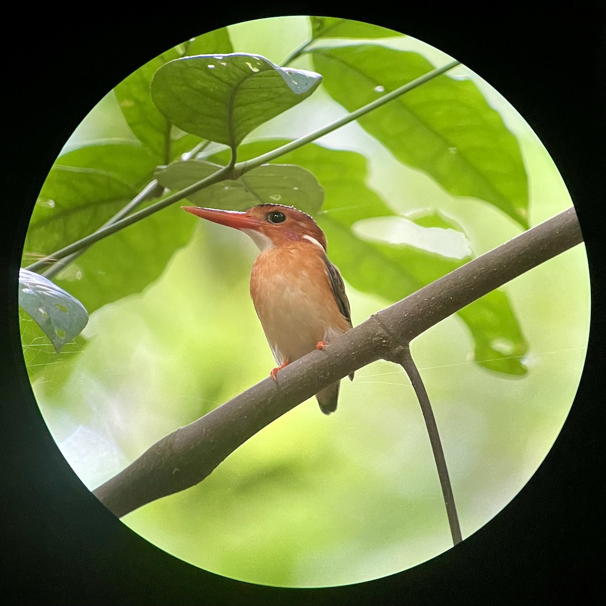 Sulawesi Dwarf-Kingfisher - ML621660543