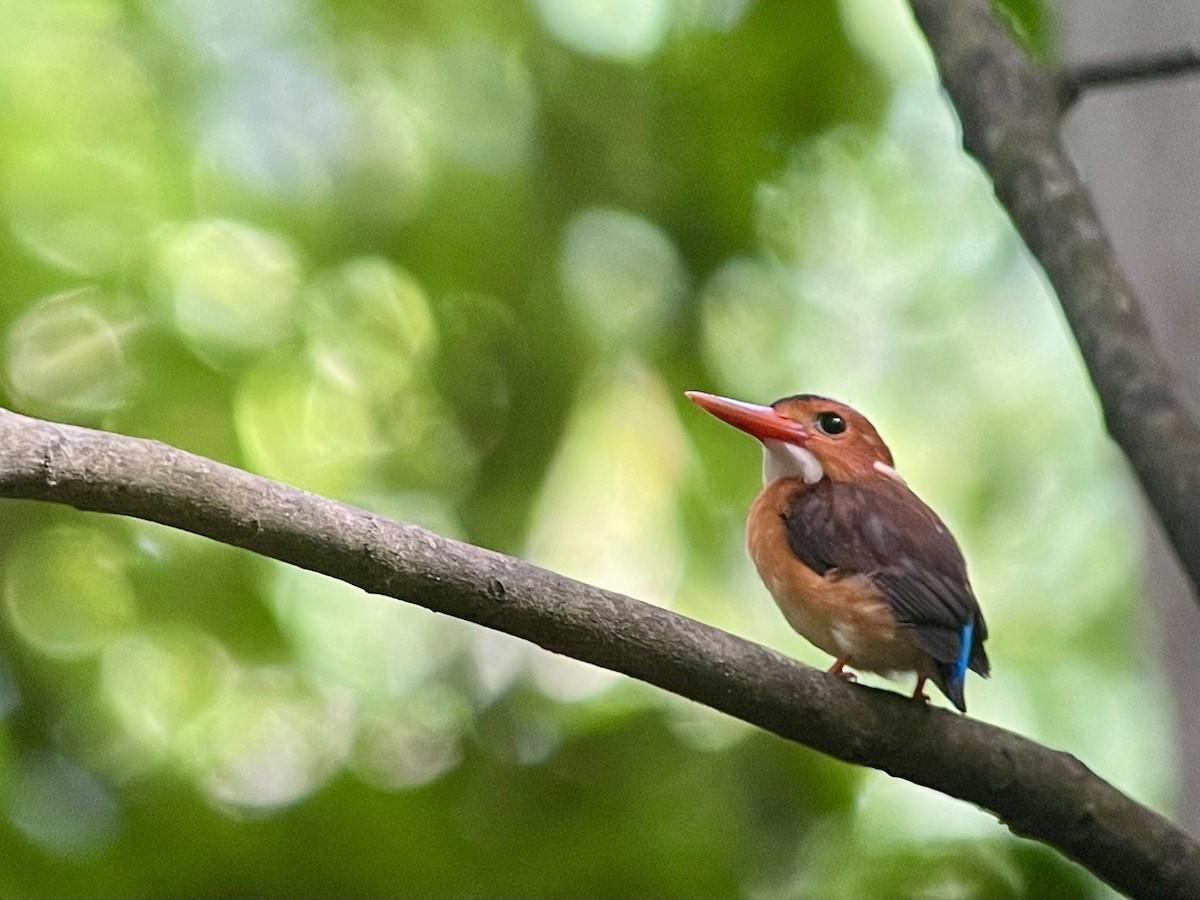 Sulawesi Dwarf-Kingfisher - ML621660544