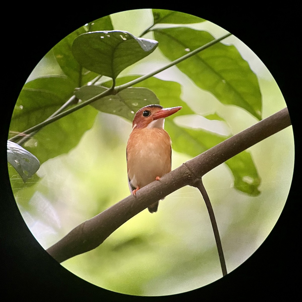 Sulawesi Dwarf-Kingfisher - ML621660545