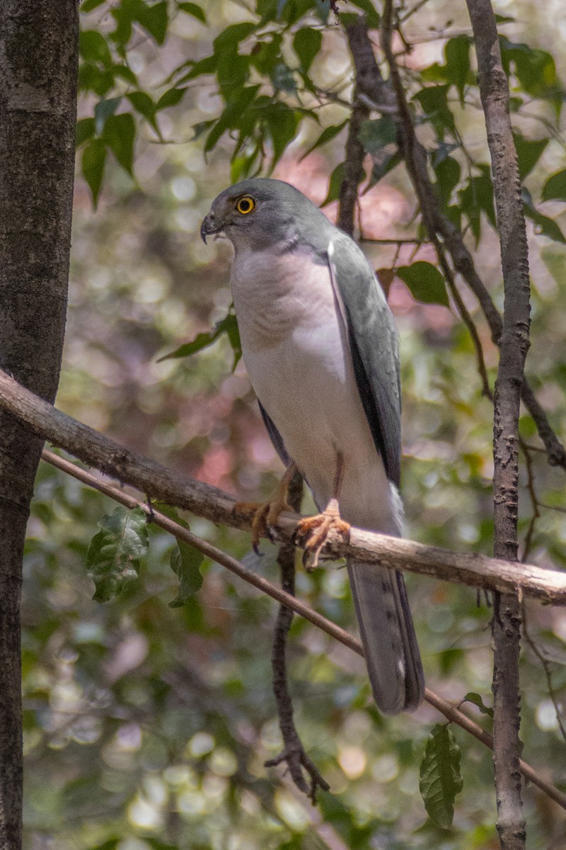 Frances's Sparrowhawk - ML621660552