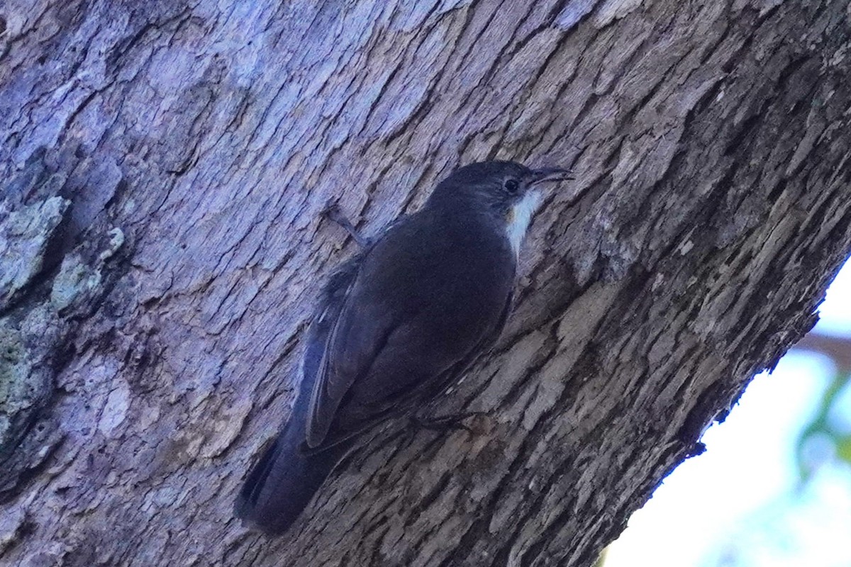 White-throated Treecreeper - ML621660569