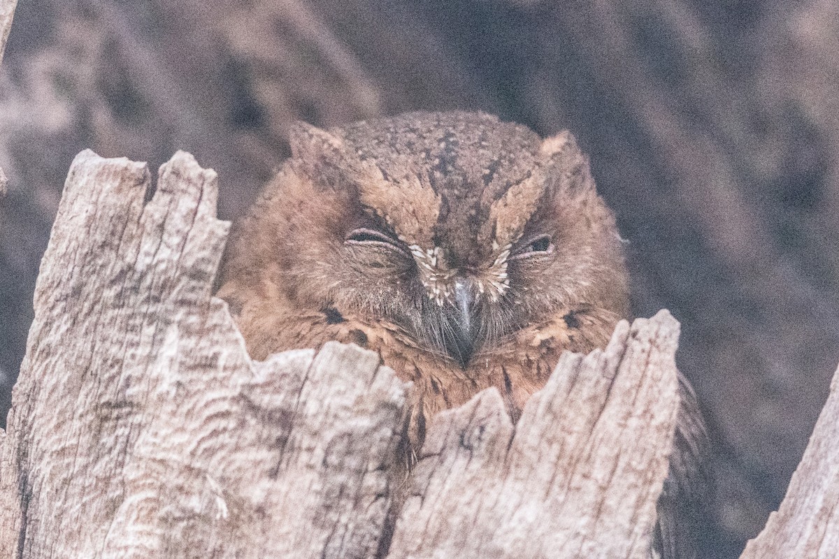 Madagascar Scops-Owl - ML621660572