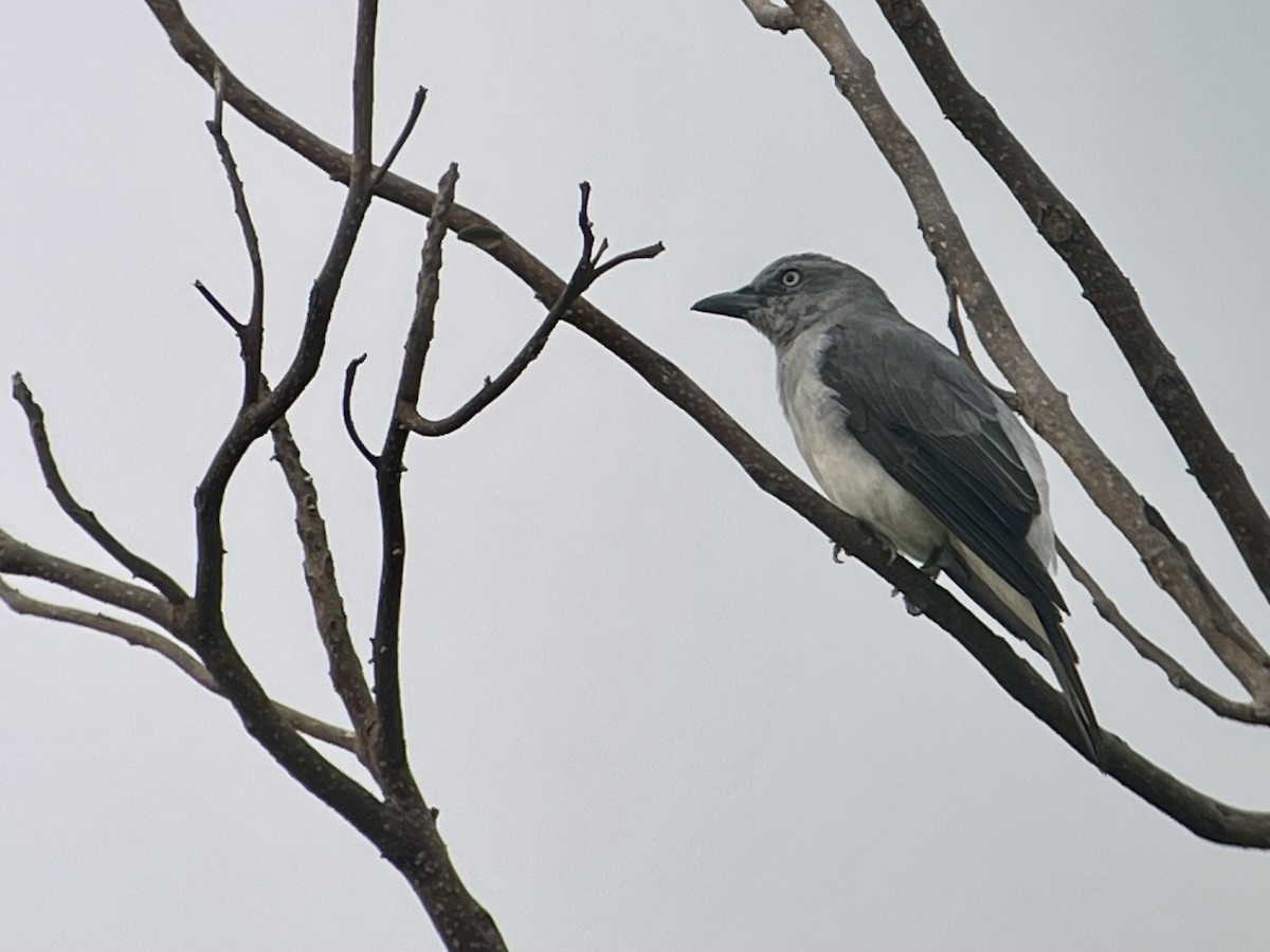 Échenilleur à croupion blanc - ML621660580