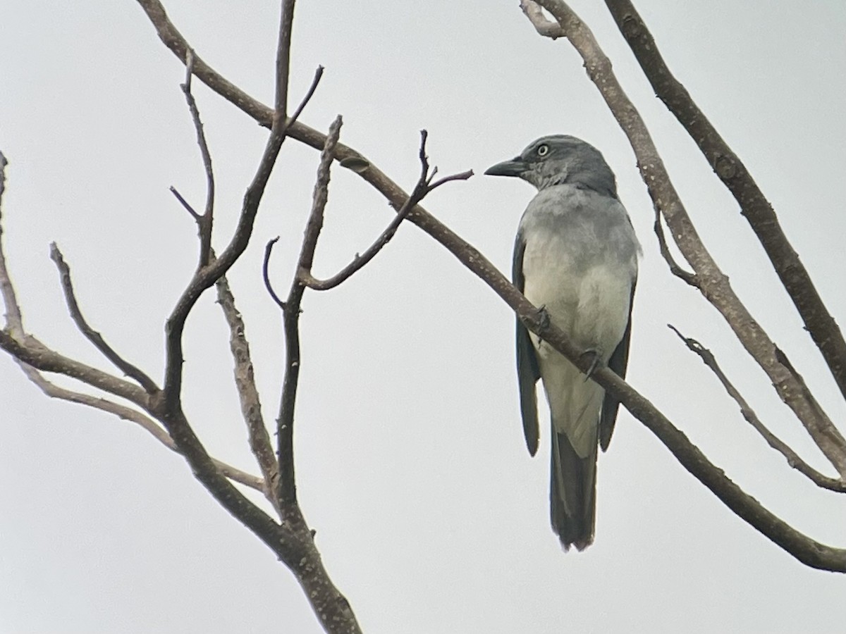 White-rumped Cuckooshrike - ML621660581