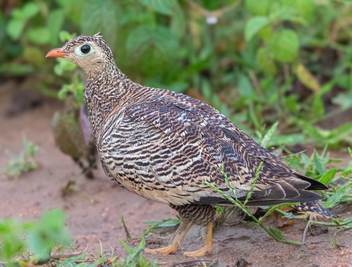 Painted Sandgrouse - ML621660618