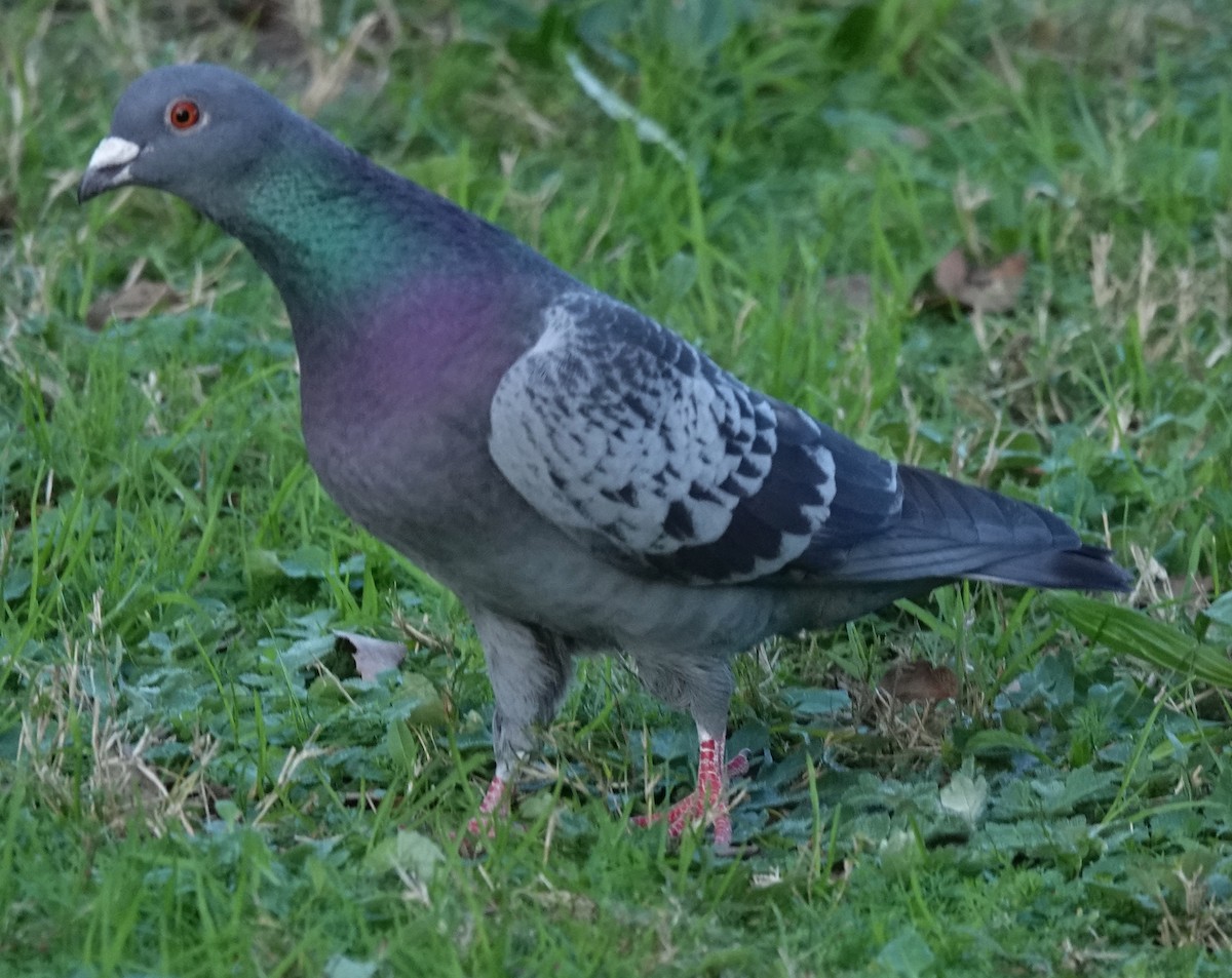 Rock Pigeon (Feral Pigeon) - ML621660628