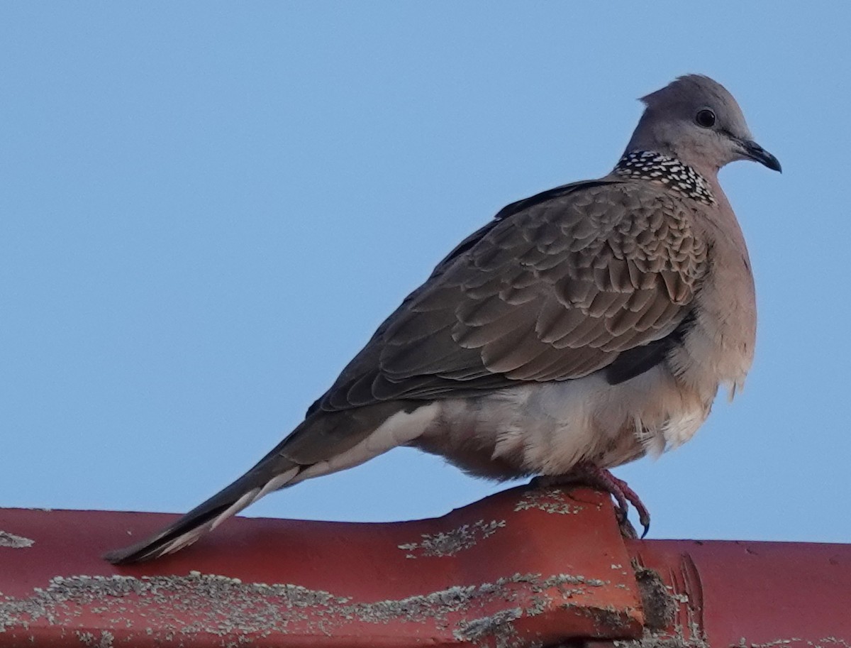 Spotted Dove - ML621660633