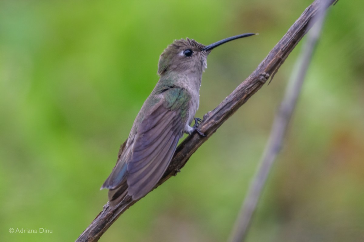 Colibrí de Tumbes - ML621660698